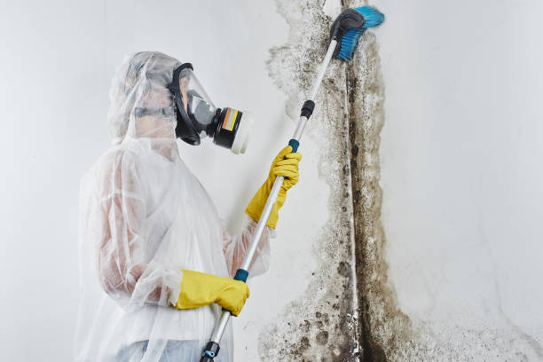 Best Water Damage & Mold Remediation  in Suncoast Estates, FL